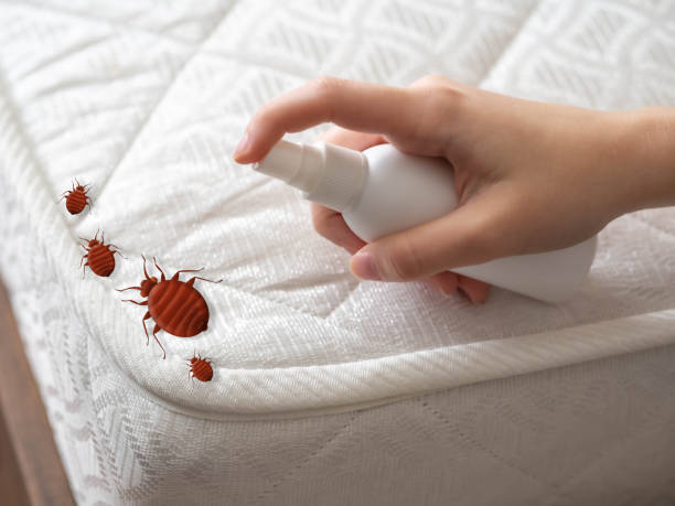 Best Spider Control Near Me  in Lynn, IN